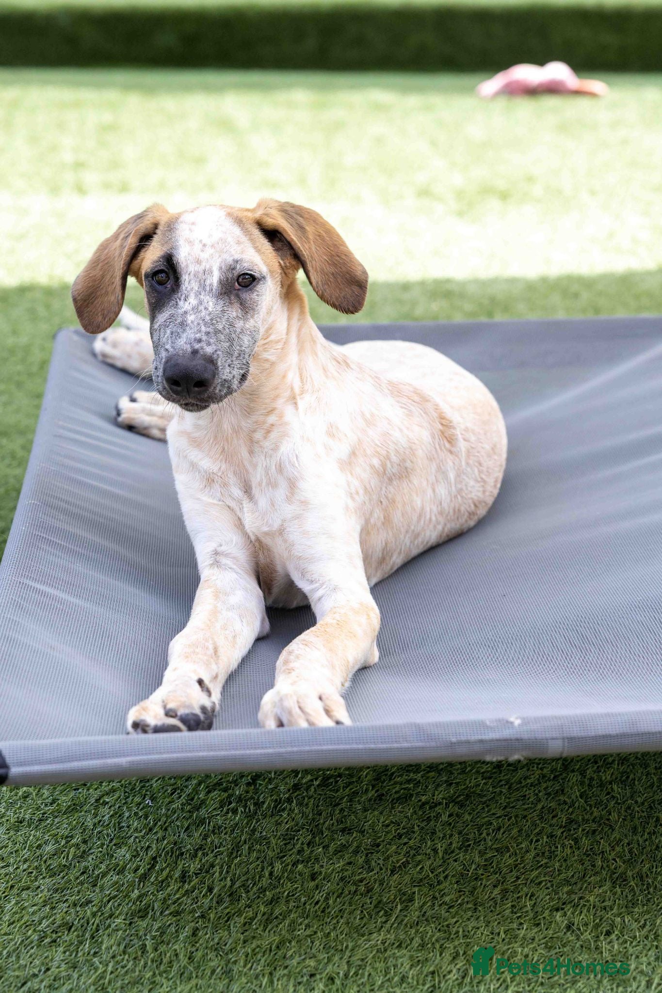 Mixed Breed dogs Brilliant Benji - Advert 2