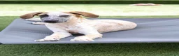 Mixed Breed dogs for adoption: Marvlous Meatball - Advert 7