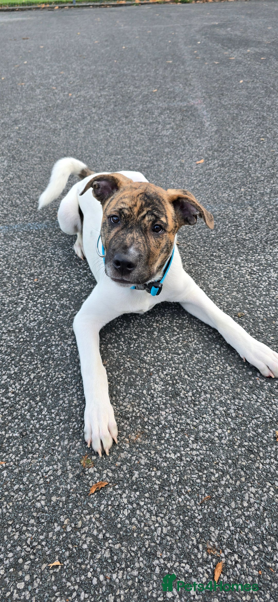 Mixed Breed dogs for sale: Bullmastiif Cross American Akita - Advert 5