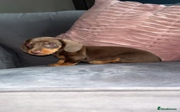 Miniature Dachshund dogs for sale: 5 gorgeous mini dachshund puppies - Image 10