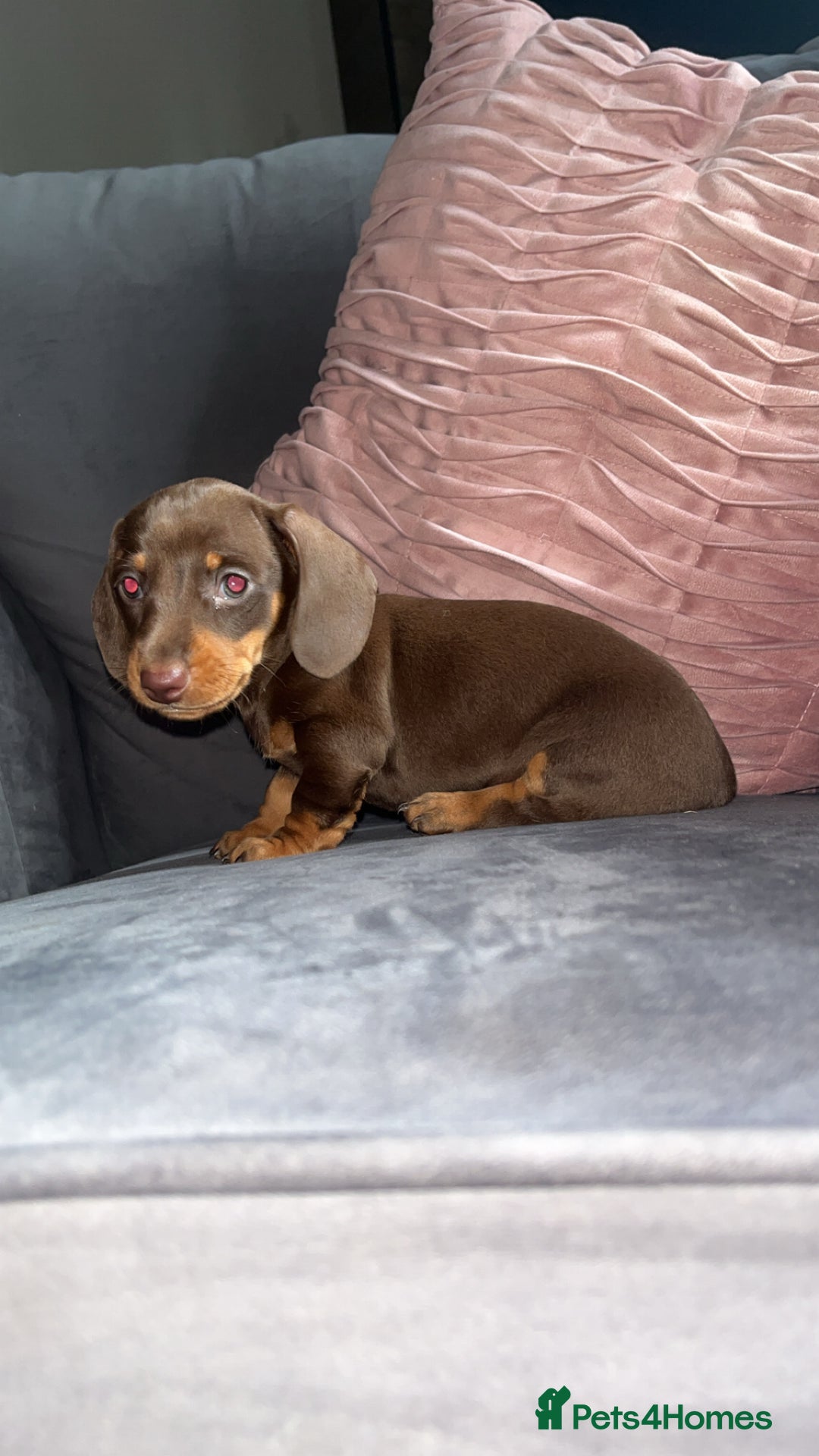 Miniature Dachshund dogs for sale: 5 gorgeous mini dachshund puppies - Image 10