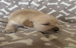 Golden Retriever dogs for sale: Beautiful KC Registered Golden Retrievers for Sale - Image 18