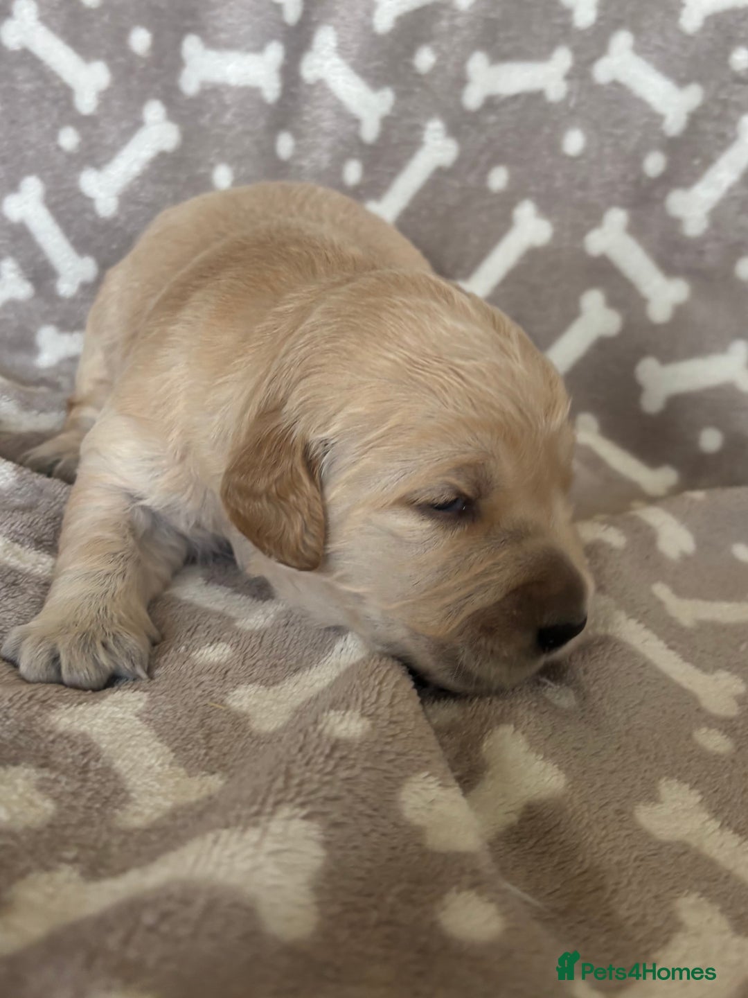Golden Retriever dogs for sale: Beautiful KC Registered Golden Retrievers for Sale - Image 18