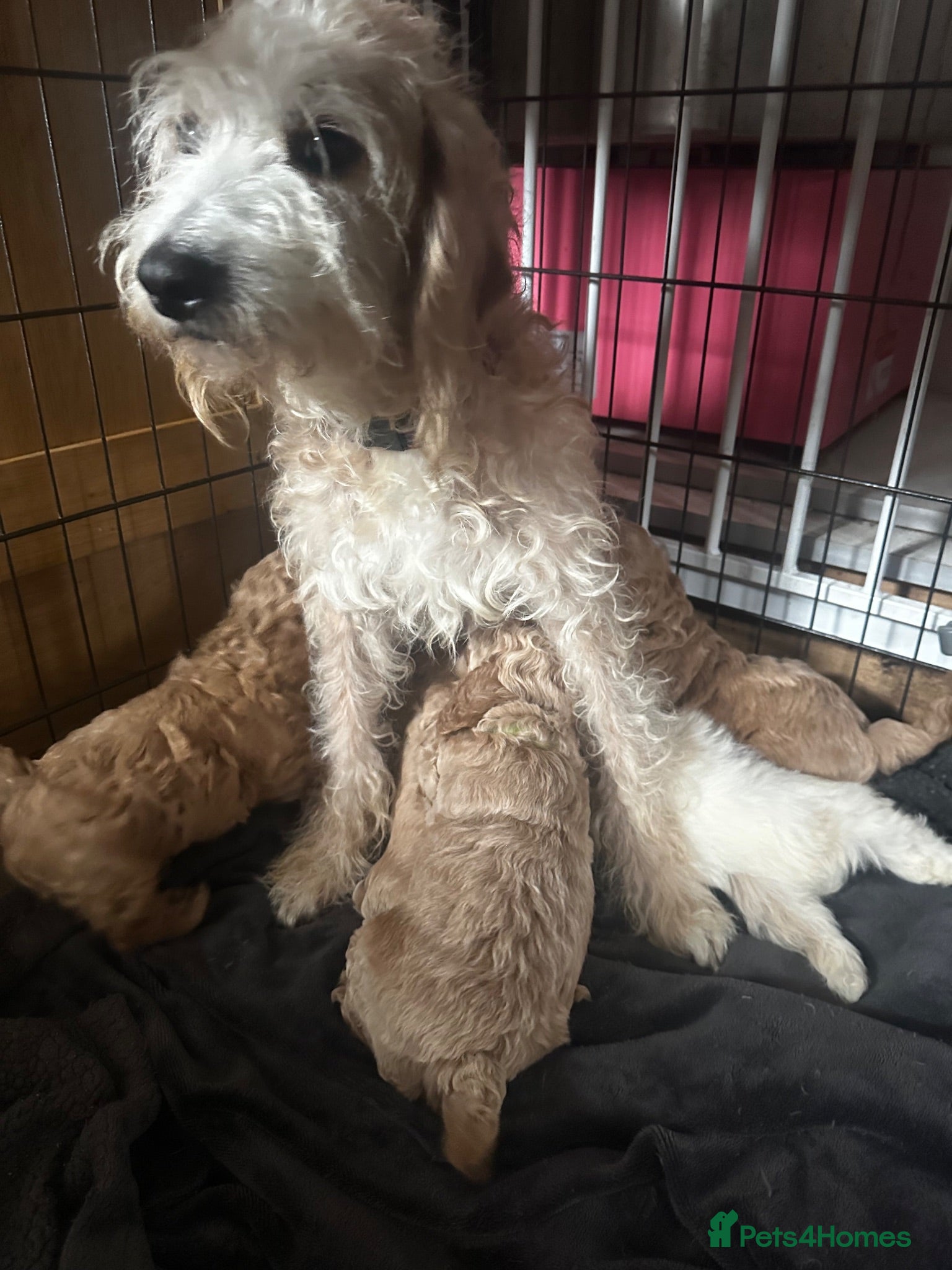 Labradoodle dogs F1b miniature labradoodle  - Advert 6