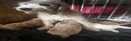 Labradoodle dogs for sale: F1b miniature labradoodle  - Advert 1