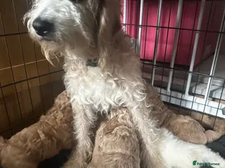Labradoodle dogs F1b miniature labradoodle - Advert 1