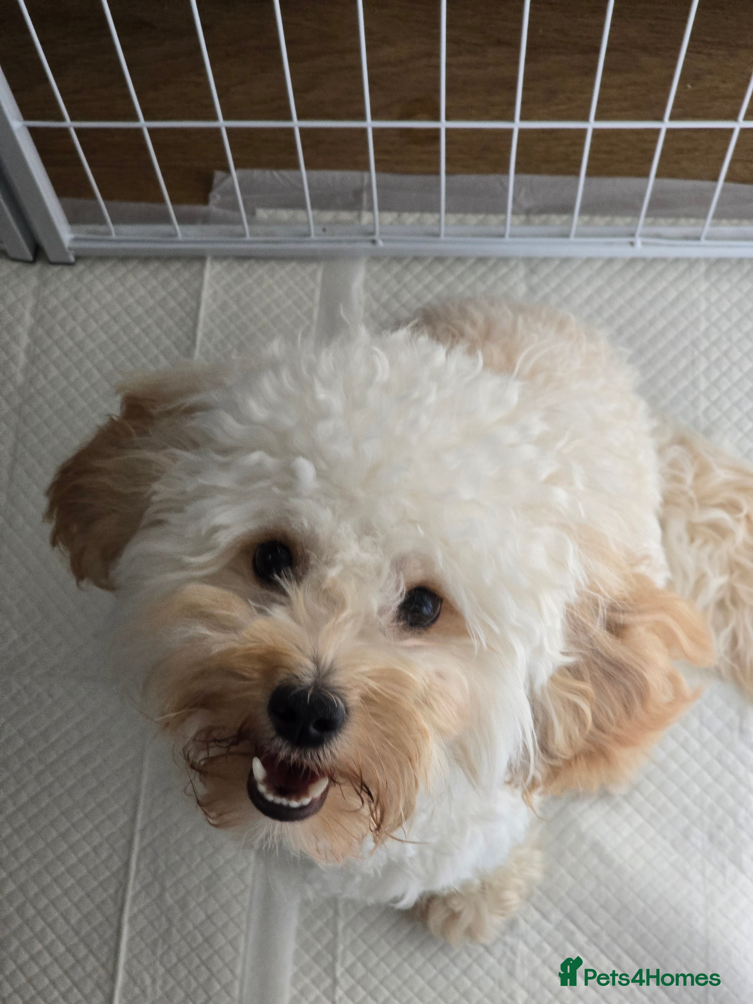 Mixed Breed dogs Harry - Advert 9