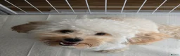 Mixed Breed dogs for sale: Harry in London - Advert 1