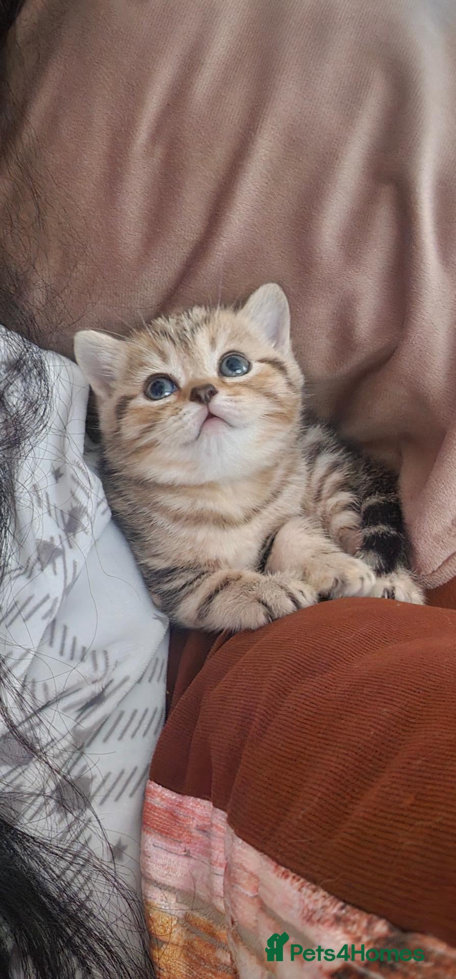 British Shorthair cats Golden British Shorthairs - Advert 6