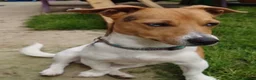 Jack Russell dogs for stud: Proven Jack Russell Stud - Advert 5