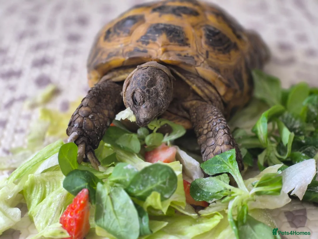 Tortoise reptiles for sale: Russian tortoise for sale in Sandy - Advert 4