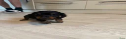 Miniature Dachshund dogs for sale: Miniature Dachshund long haired (KC REG) - Advert 4