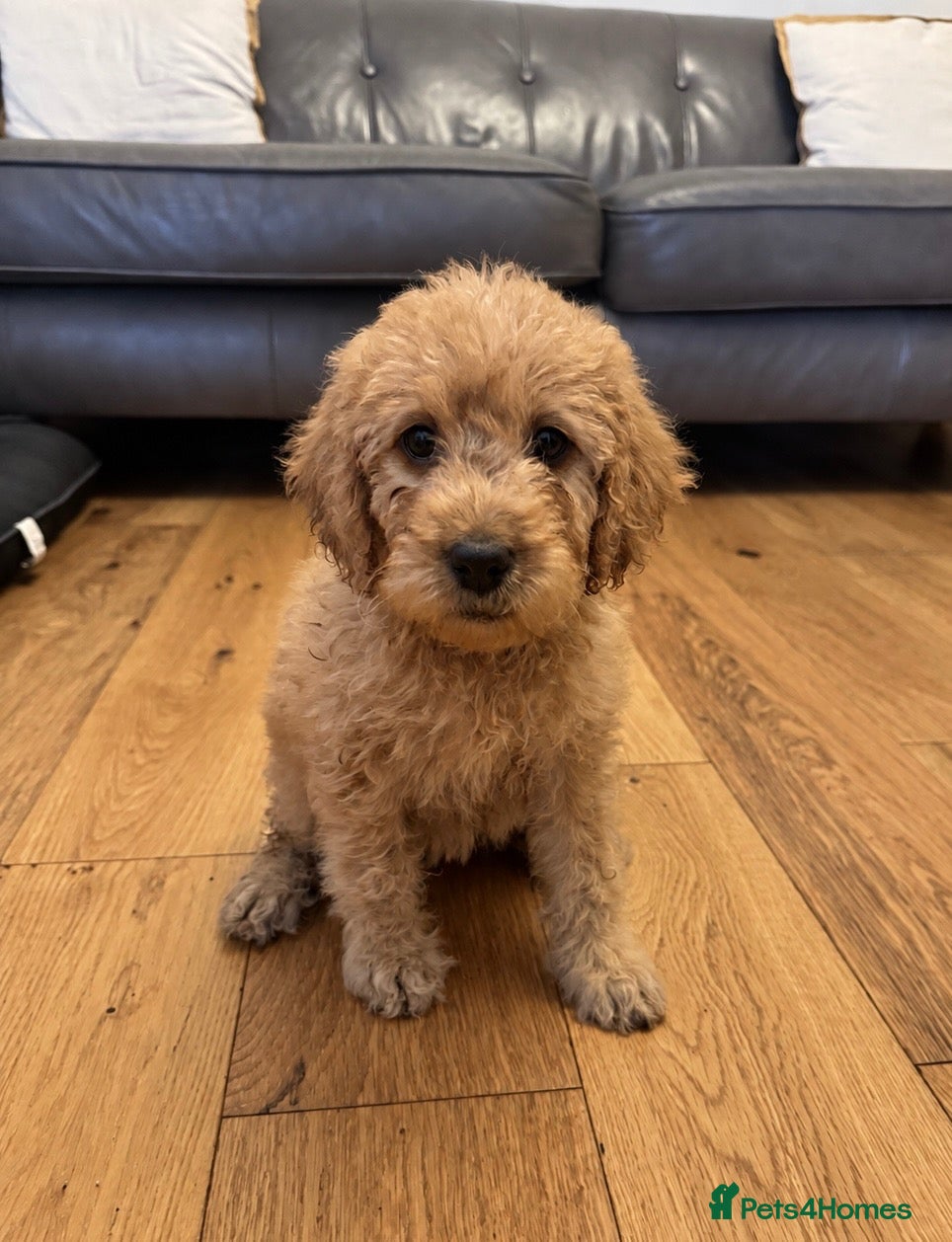 Labradoodle dogs ❤️ Beautiful Red F1b Labradoodle Puppies ❤️ - Advert 1