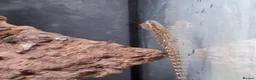 Gecko reptiles for sale: Baby Mourning geckos and Isopods for sale - Advert 13