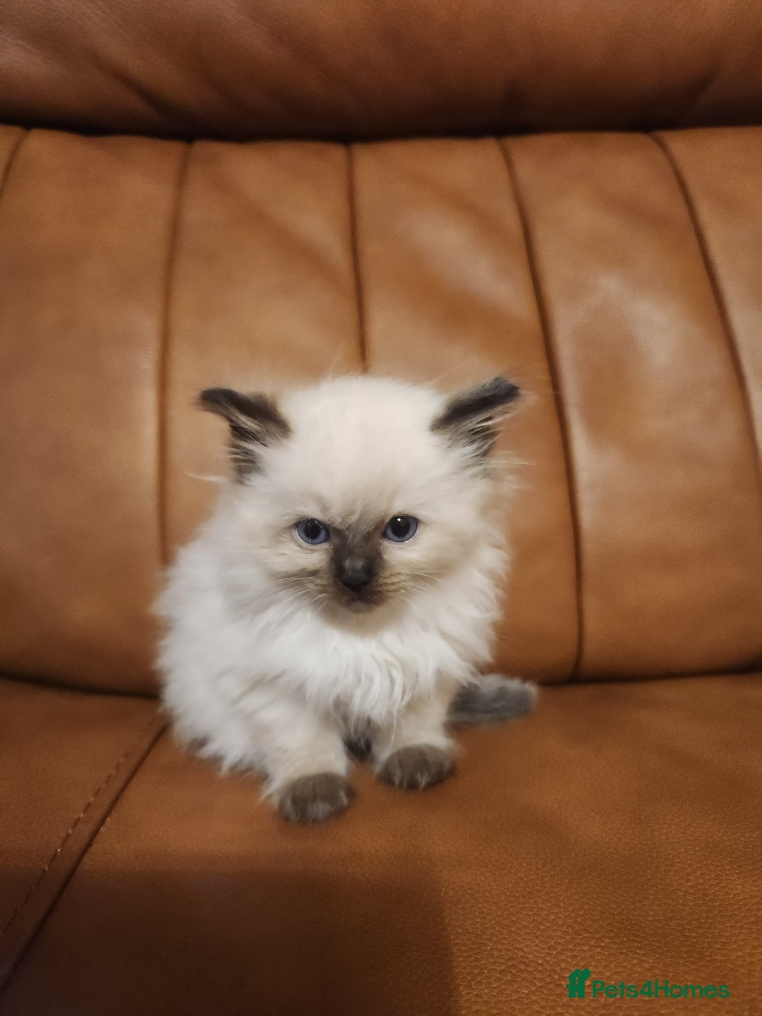 Ragdoll cats for sale: Pure ragdoll kittens for sale - Image 6