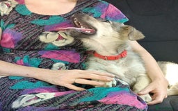 Mixed Breed dogs for adoption: SISSY, a Beautiful Young Girl - for a Loving Home - Image 1