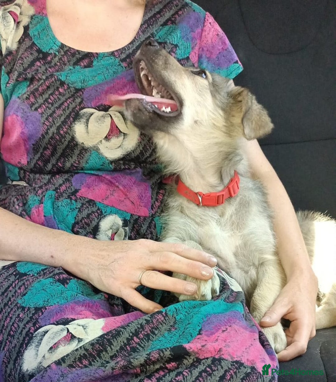 Mixed Breed dogs for adoption: SISSY, a Beautiful Young Girl - for a Loving Home - Image 1