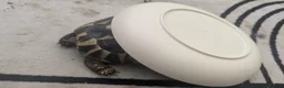 Tortoise reptiles for sale: Female Hermanns Tortoise  - Advert 3