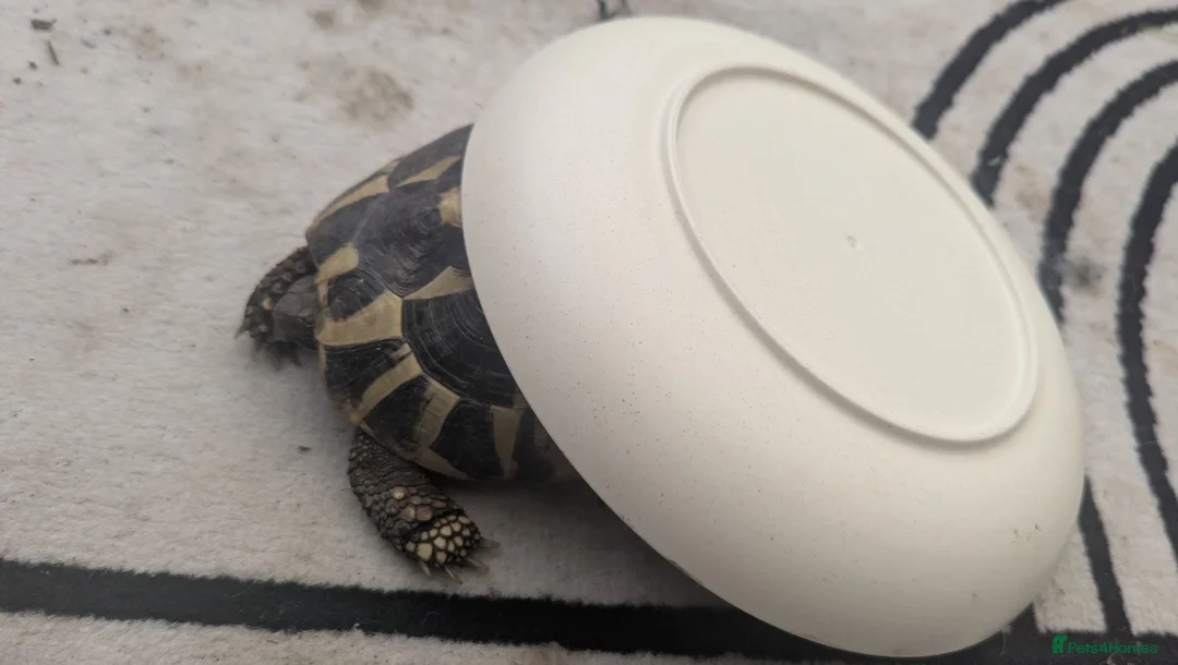 Tortoise reptiles for sale: Female Hermanns Tortoise  - Advert 3
