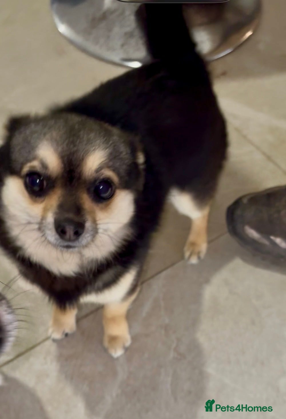 Chihuahua dogs Long haired chihuahua - Advert 8