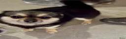 Chihuahua dogs for adoption: Long haired chihuahua - Advert 2