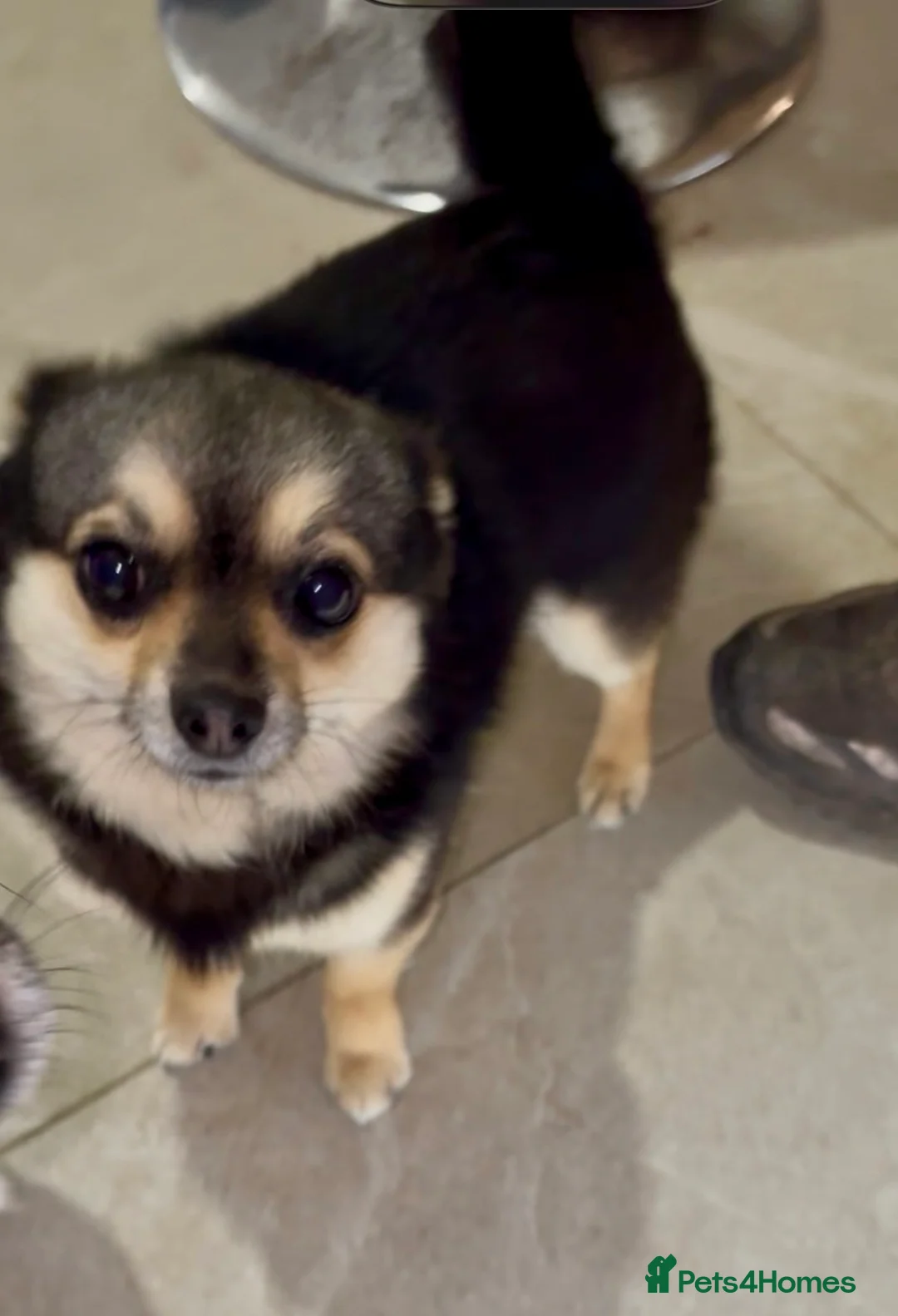 Chihuahua dogs for adoption: Long haired chihuahua - Advert 2