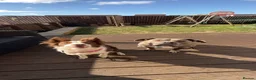 Mixed Breed dogs for sale: Beautiful Border Collie x American Bully pups - Advert 5