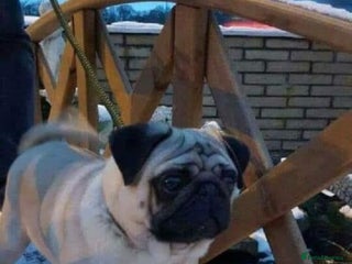 Pug dogs in Coatbridge - Advert 1