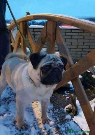 Pug dogs in Coatbridge - Advert 1