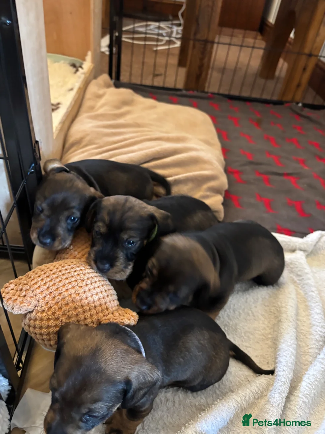 Dachshund dogs for sale: Wirehaired Dachshund standard KC registered - Advert 2