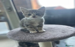 Maine Coon cats for sale: Maincoon cross British blue  - Image 1
