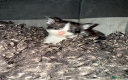 Domestic Shorthair cats for sale: Tortoise Shell X British Longhaired Kittens  - Image 3