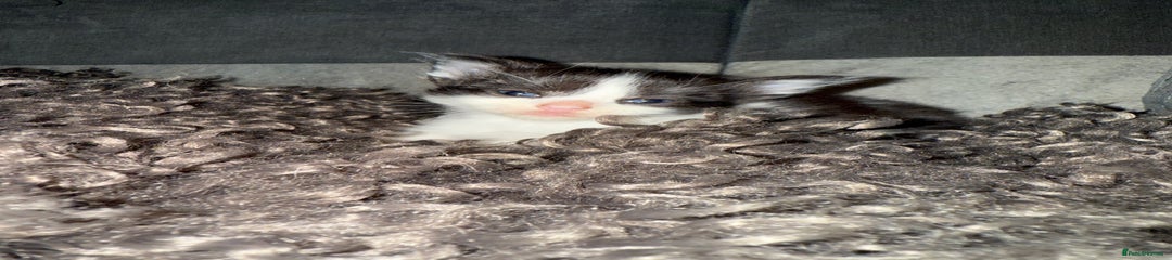 Black smoked and white Kitten 3