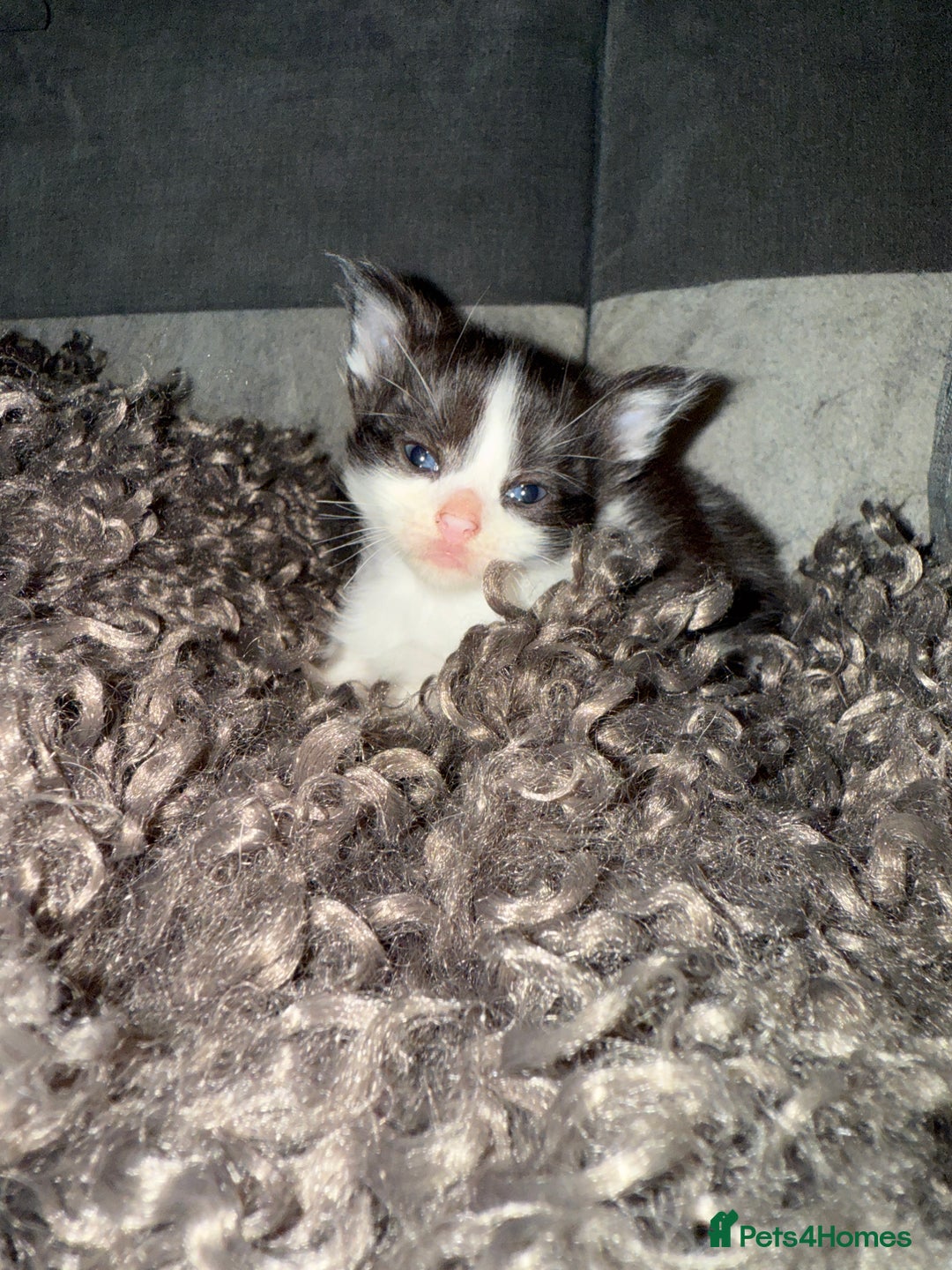 Domestic Shorthair cats for sale: Tortoise Shell X British Longhaired Kittens  - Image 3