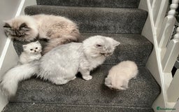 Persian cats for sale: 💕Simply Stunning Blue Point Persians PKD neg 💕 - Advert 5