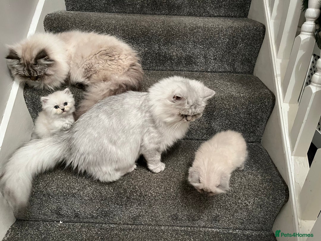 Persian cats for sale: 💕Simply Stunning Blue Point Persians PKD neg 💕 - Advert 5