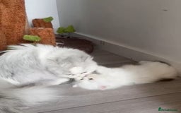 Munchkin cats for sale: Persian short legged munchkin  - Image 3
