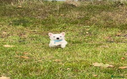 West Highland Terrier dogs for sale: Adorable West Highland Terrier Puppies - Image 3