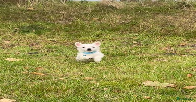 West Highland Terrier dogs - Advert 1