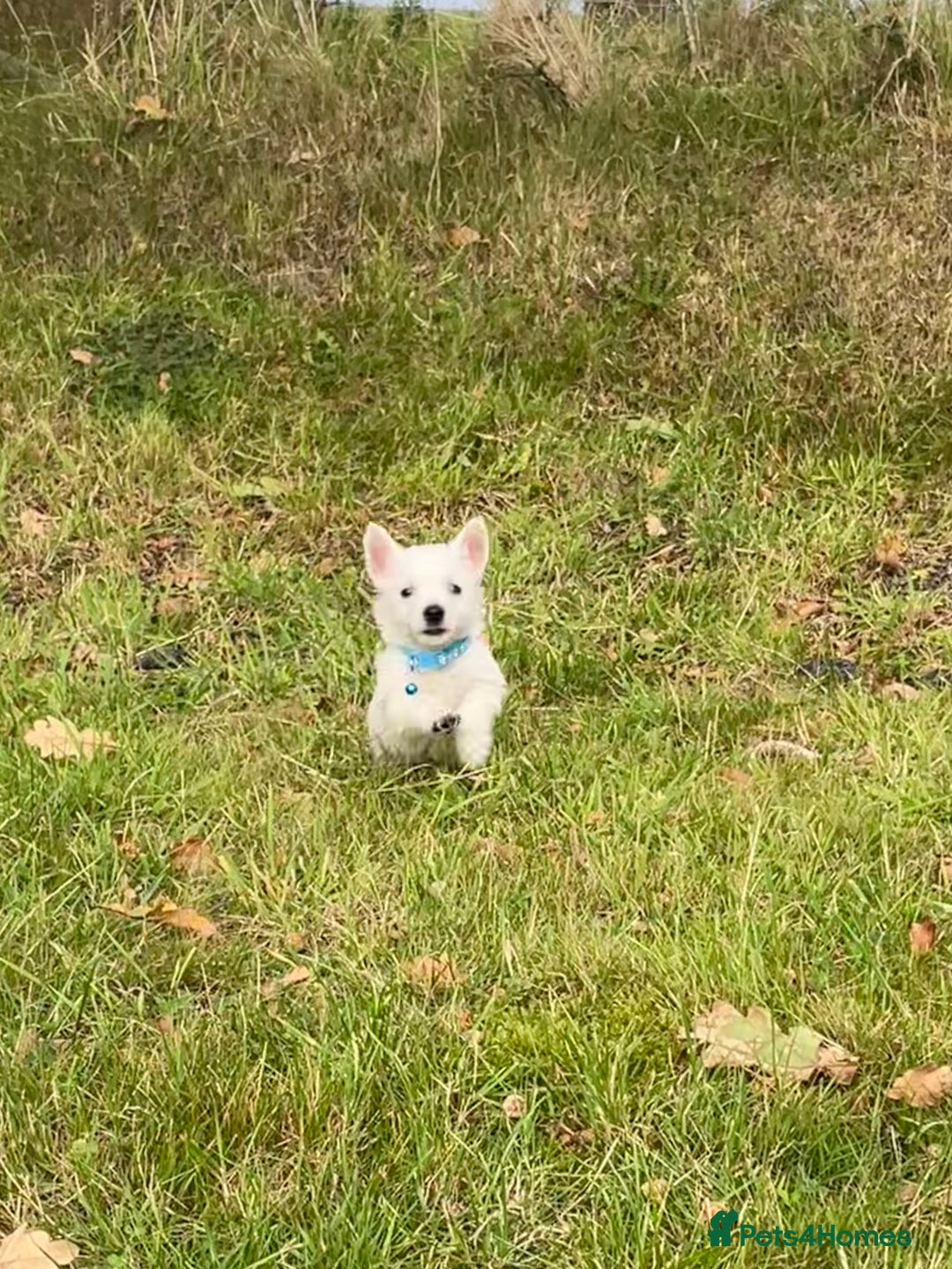 West Highland Terrier dogs for sale: Adorable West Highland Terrier Puppies - Image 3
