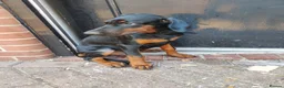 Dobermann dogs for sale: Adorable Doberman puppies PRICE REDUCTION £1650 - Advert 4