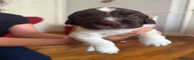English Springer Spaniel 2