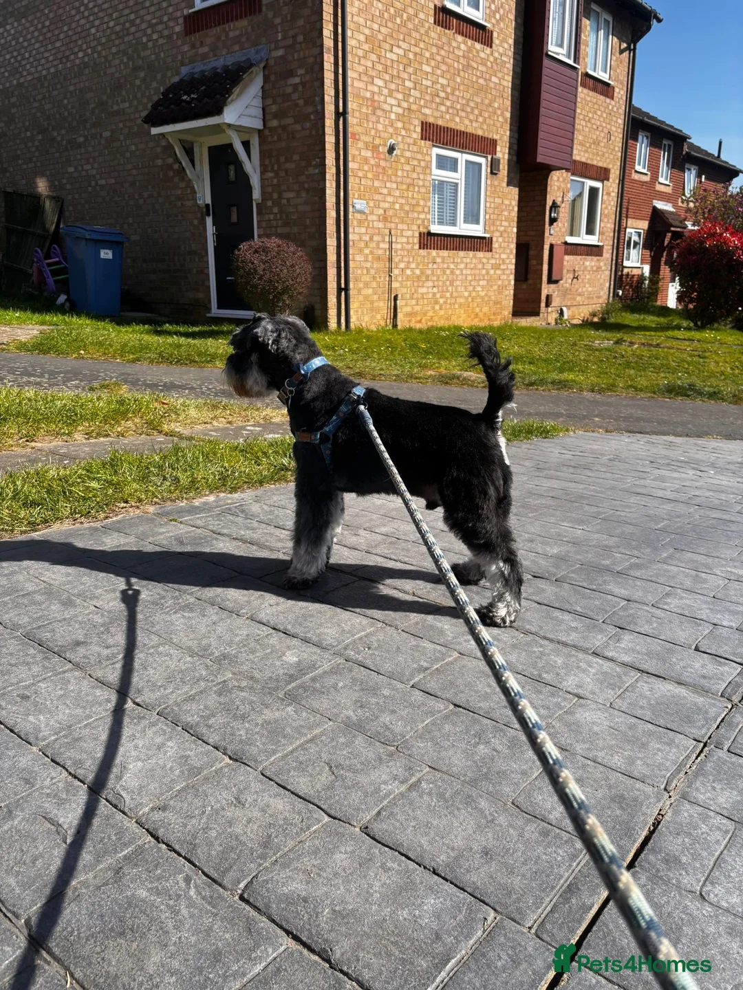 Miniature Schnauzer dogs for stud: Black and silver miniature schnauzer  - Advert 4