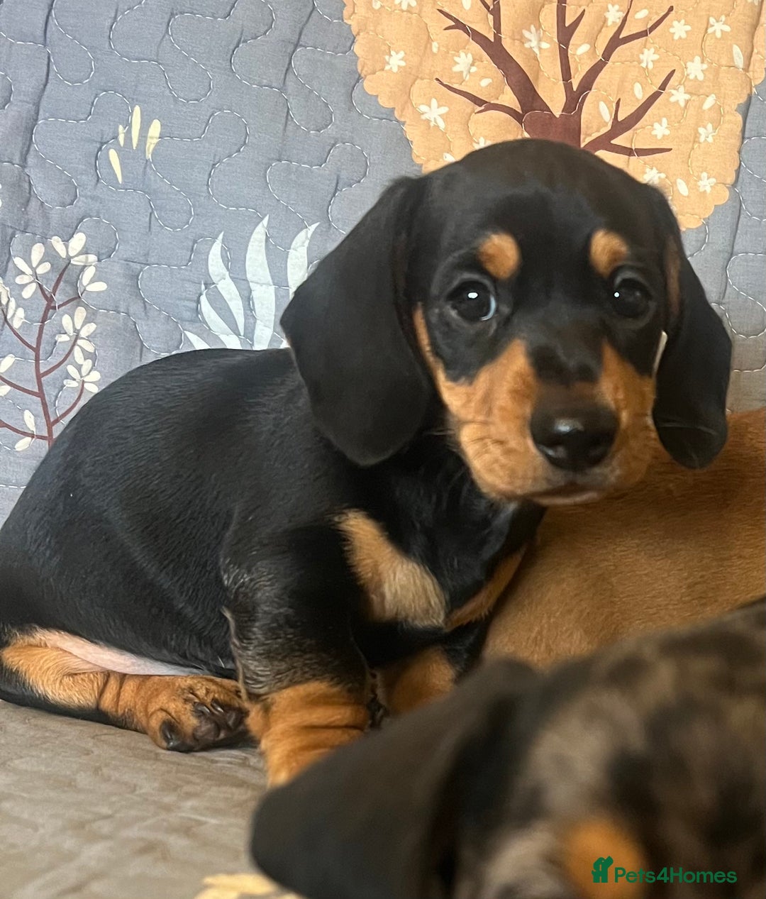 Miniature Dachshund dogs for sale: Miniature dachshund  - Image 7