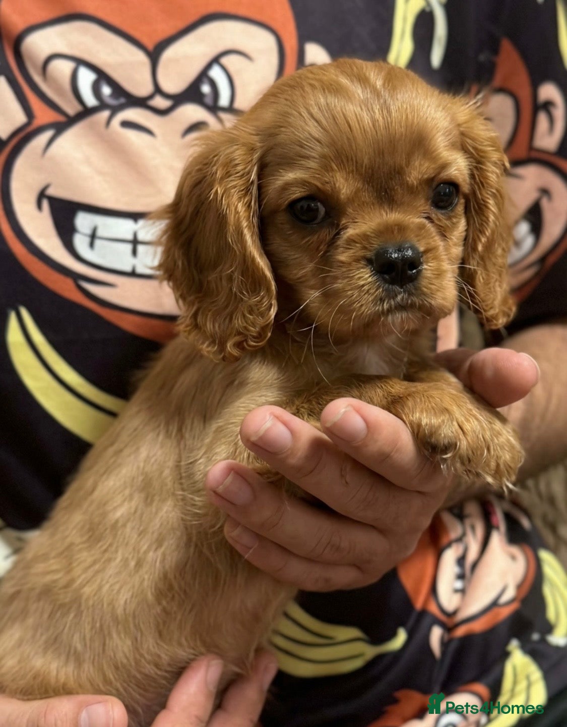 Cavalier King Charles Spaniel dogs ONLY 1 BOY LEFT! STUNNING CAVALIER PUPPY READY NOW - Advert 15
