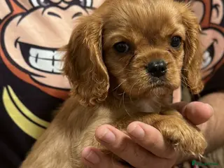 Cavalier King Charles Spaniel dogs ONLY 1 BOY LEFT! STUNNING CAVALIER PUPPY READY NOW - Advert 9