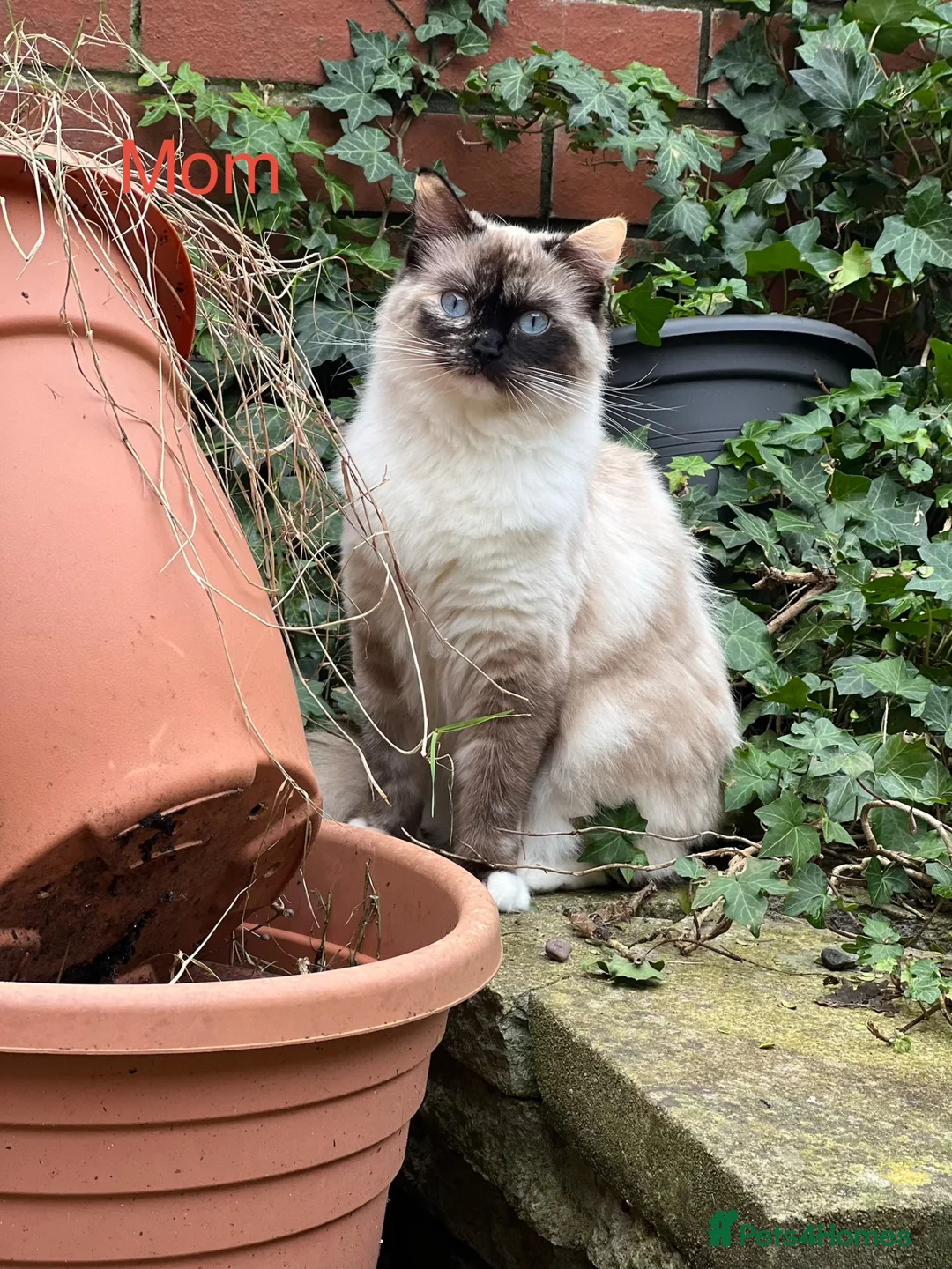 Birman cats for sale: Birman cat - Advert 1
