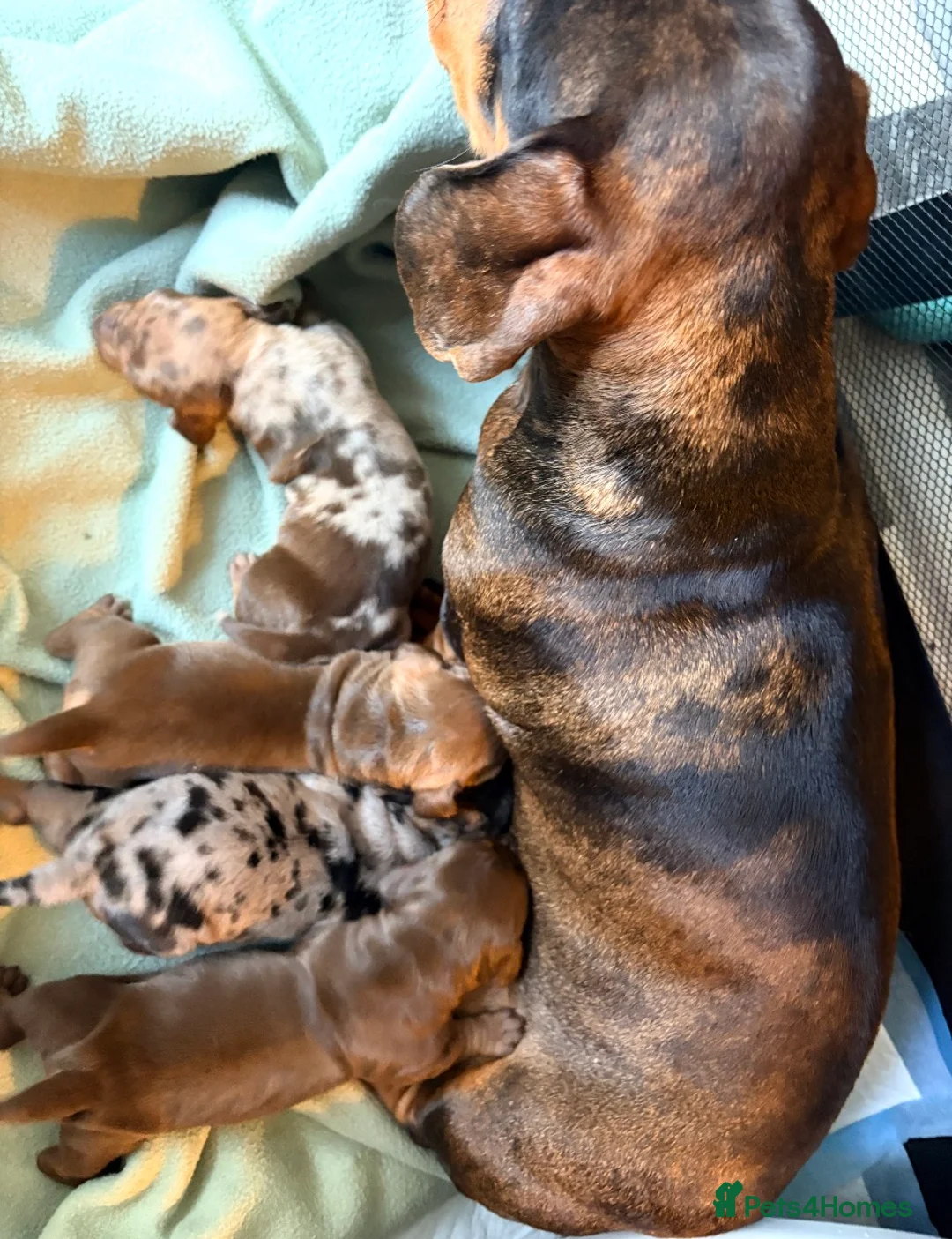 Dachshund dogs for sale: Beautiful dachshund pups in Plymouth - Advert 8