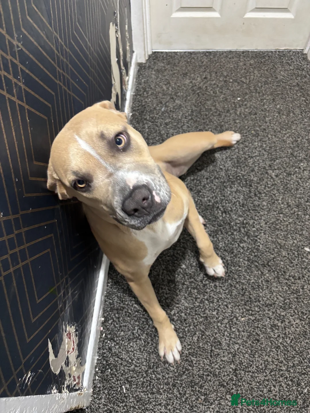 Mixed Breed dogs for sale: Female cane corso x staffy in Cradley Heath - Advert 2