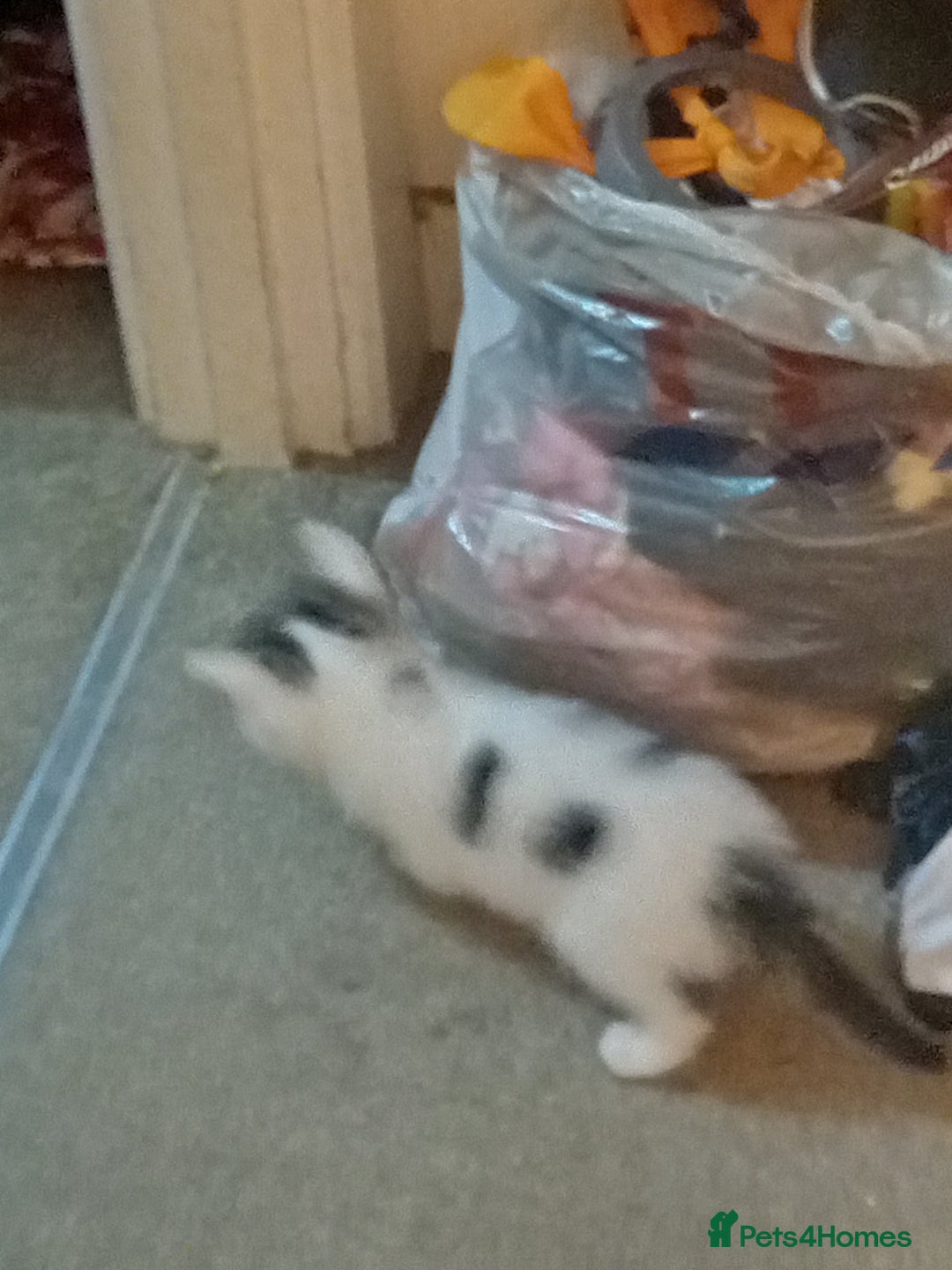 Mixed Breed cats for sale: Stunning British short hair x - Advert 2